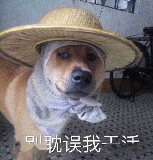 [中就误我工洋] 鼓励互动的笑容爱情斗图表情包