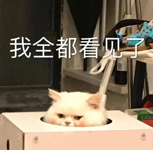 我全都看见了