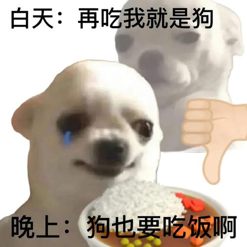 白天： 再吃我就是狗 晚上： 狗也要吃饭啊