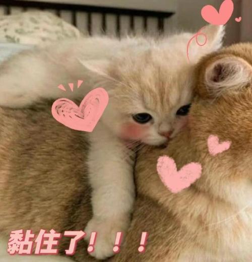 黏住了！！！