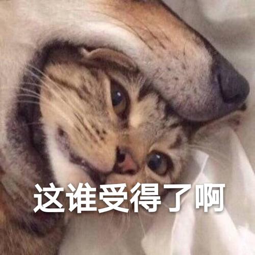 这谁受得了啊