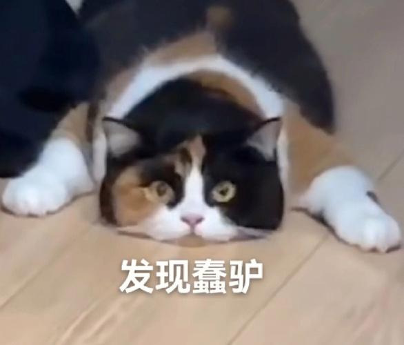 发现蠢驴