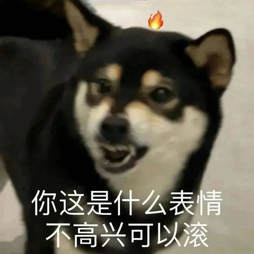 你这是什么表情 不高兴可以滚