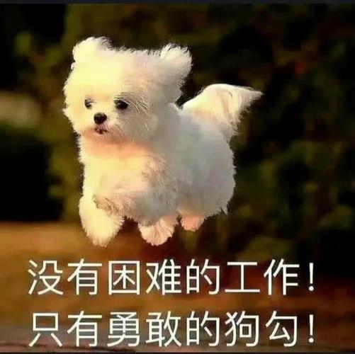 没有困难的工作！ 只有勇敢的狗勾！
