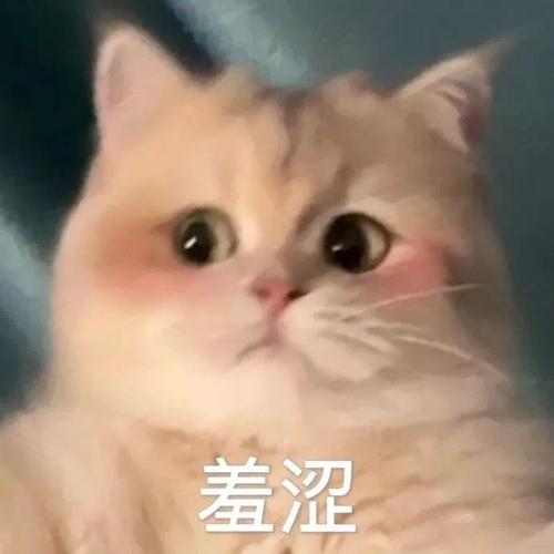 羞涩搞笑表情包合集：最新最热的表情素材