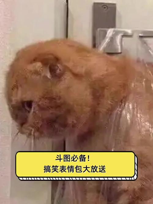 斗图必备！ 搞笑表情包大放送