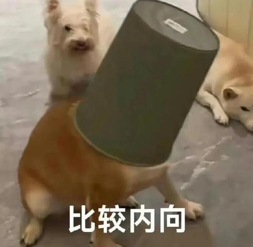 比较内向搞怪斗图表情包合集