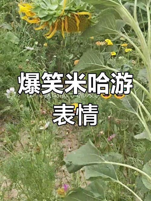 爆笑米哈游 表情