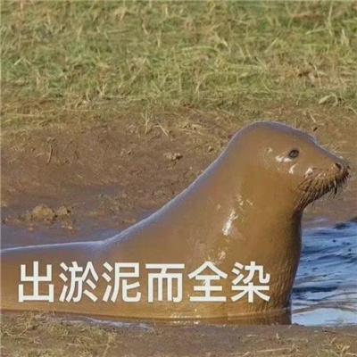出淤泥而全染