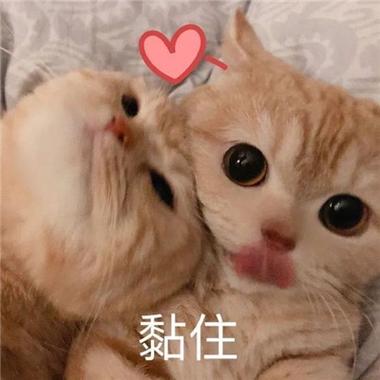 2025情侣暧昧聊天表情包_想你满脑子都是你