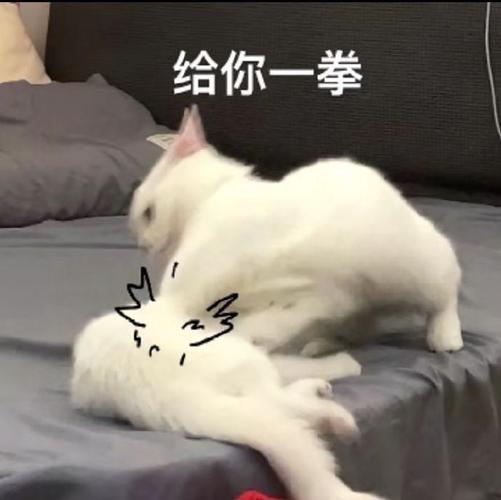 给你一拳