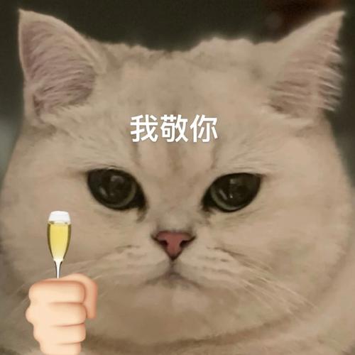 我敬你