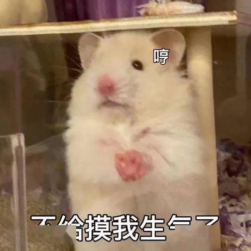叮 摸我生