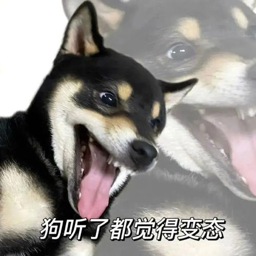 狗听了都觉得变态