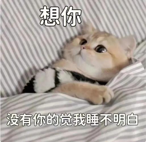 想你 没有你的觉我睡不明白