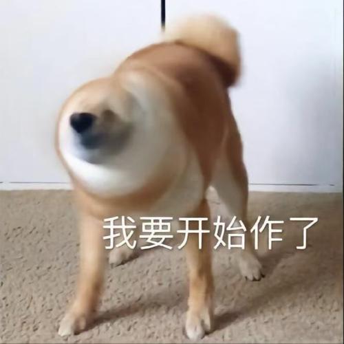 我要开始作了