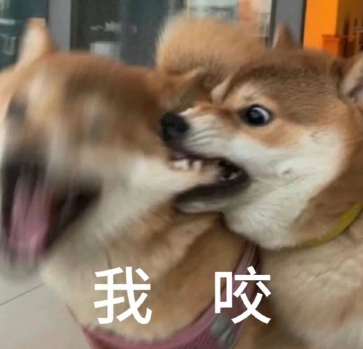 我咬搞笑表情包 超有趣