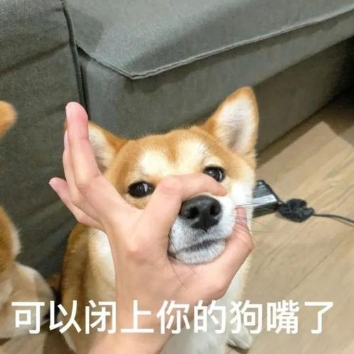 可以闭上你的狗嘴了