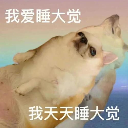 我爱睡大觉 我天天睡大觉