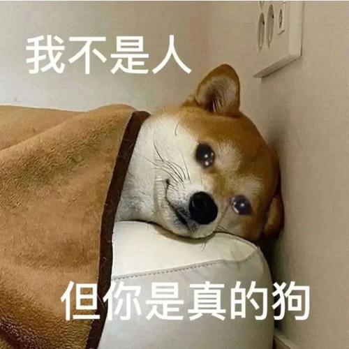 我不是人 但你是真的狗