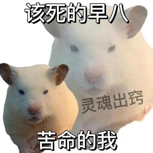 该死的早八 灵魂出窍 苦命的我