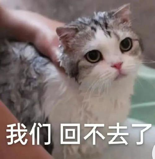 我们 回不去了