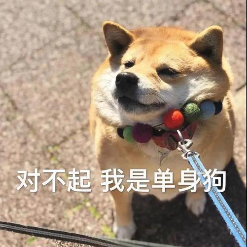 对不起我是单身狗