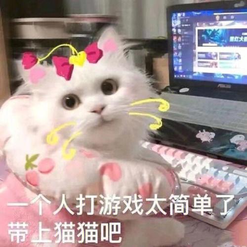 个人打游戏太简单 带上猫猫吧