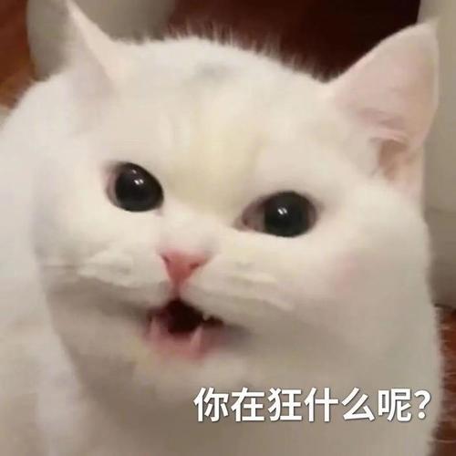 你在狂什么呢？