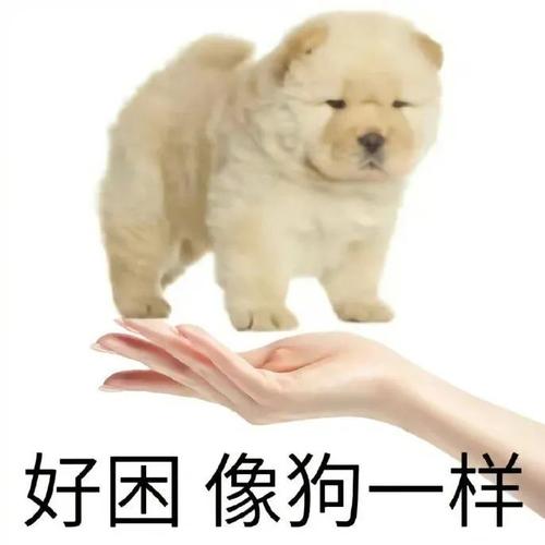 好困 像狗一样