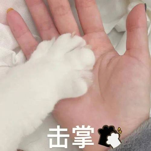 击掌台表情包更新 熊猫头来袭 让你笑到无法自持