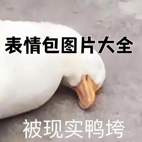 表情包图片大全 被现实鸭垮
