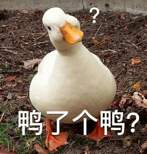 鸭了个鸭？斗图表情包下载 高清图片
