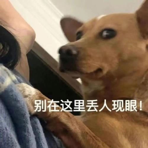 别在这里丢人现眼！