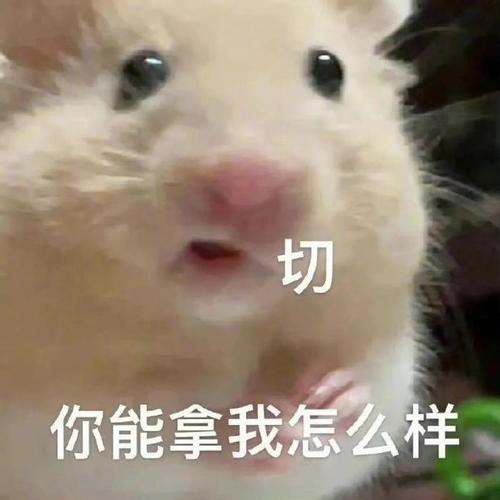 切 你能拿我怎么样