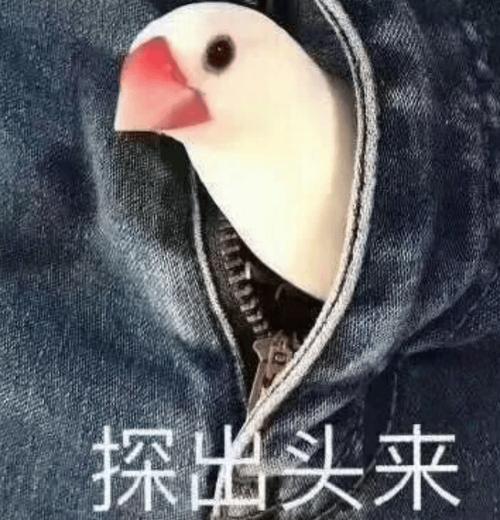 探出头来
