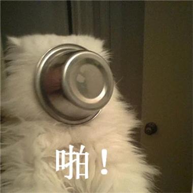 啪！