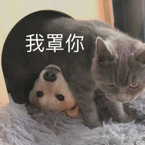 我罩你搞笑表情包合集：超火熊猫头语录 承包你的笑点