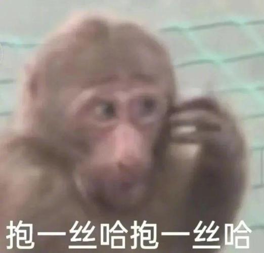 抱一丝哈抱一丝哈