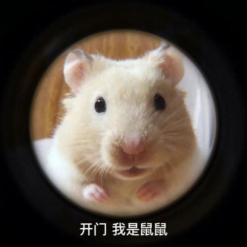 开门我是鼠鼠—斗图新选择的表情包 拿图请吱声让它成为你聊天的亮点 更多创意表情等你发现