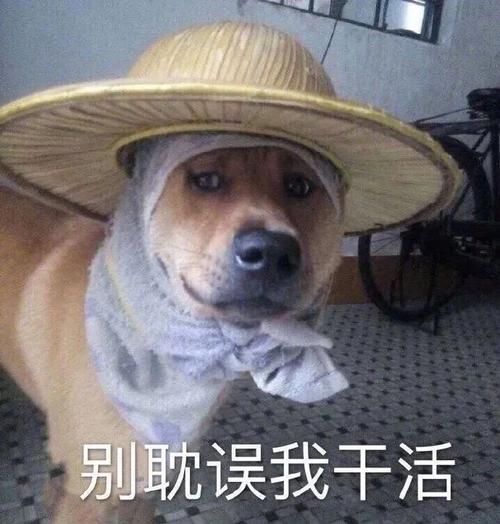 别耽误我干活