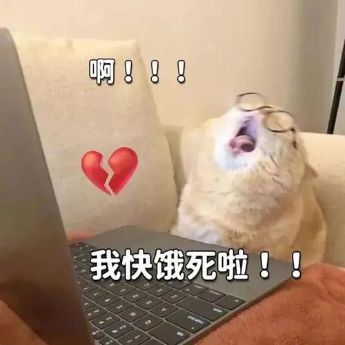 啊！！！ 我快饿死啦！！