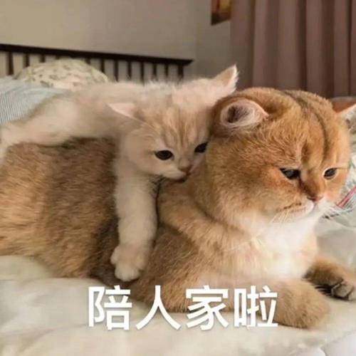 陪人家啦