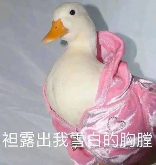 袒露出我雪白的胸膛：熊猫头表情包谁看了都受不了？