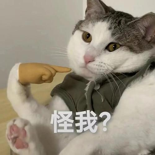 怪我？最近有在微信存表情包吗？