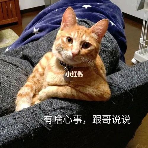 有啥心事，跟哥说说