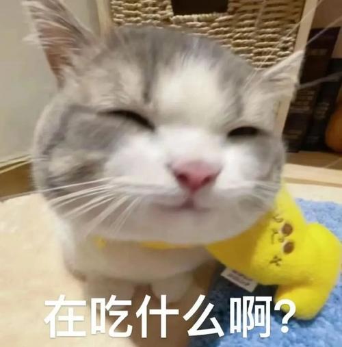 在吃什么啊？