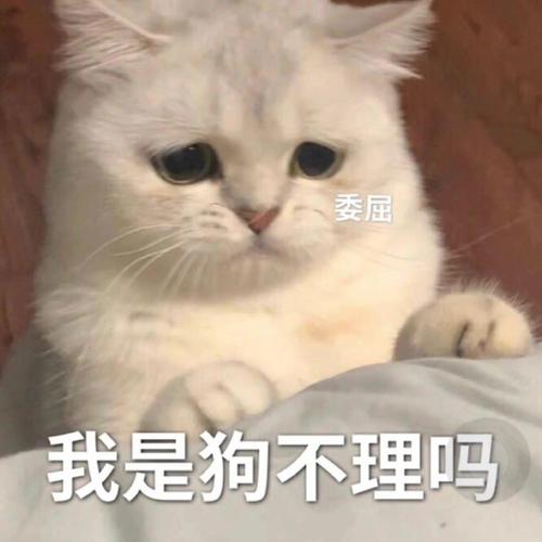 委屈 我是狗不理吗