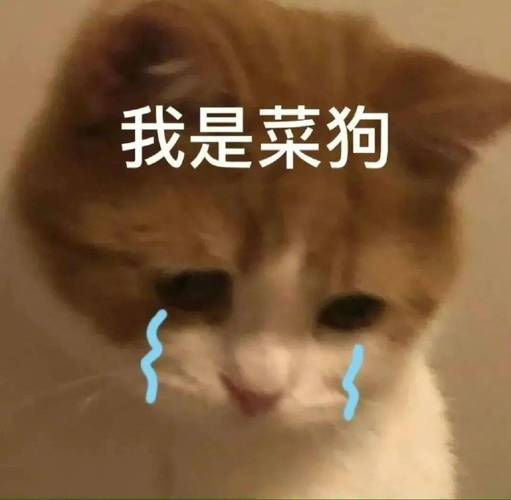 我是菜狗