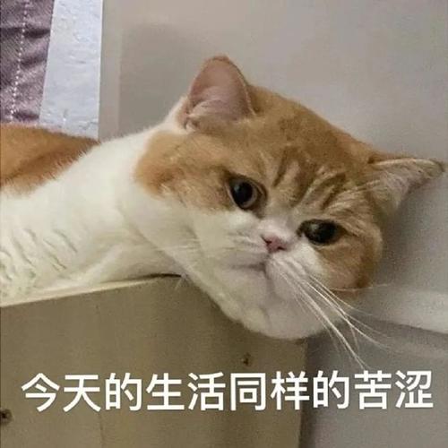 今天的生活同样的苦涩